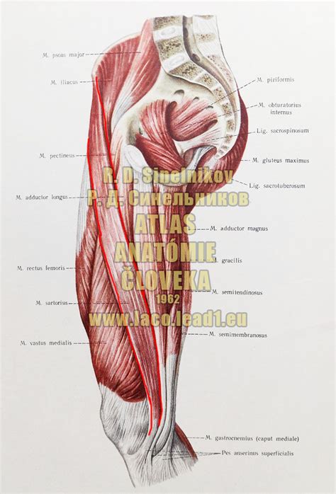 Ilustrácia svalov vnútorných stehien (adduktorov)