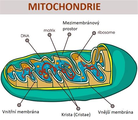 Schéma mitochondrie s prenosom mastných kyselín
