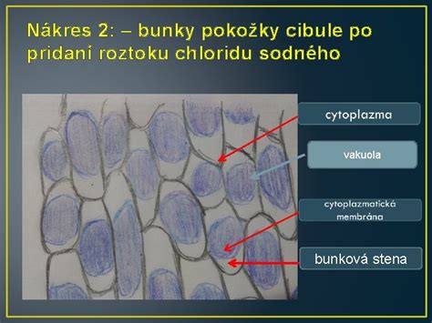 Nákres umiestnenia rozkrojenej cibule na nočnom stolíku pri posteli