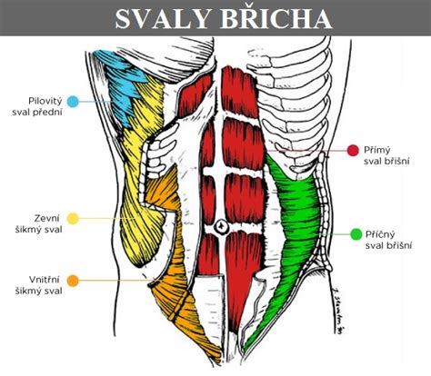 Schematické znázornenie svalov brucha a core.