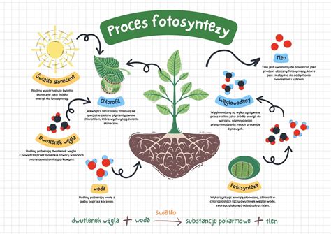 Infografika s vysvetlením procesu detoxikácie organizmu