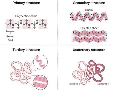 Schematické znázornenie rôznych typov bielkovinových štruktúr (primárna, sekundárna, terciárna, kvartérna)