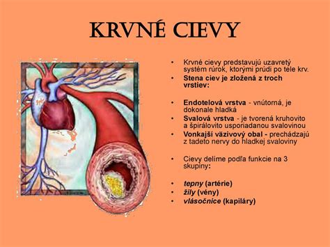 Infografika o účinkoch tekvicového oleja na srdce a cievy