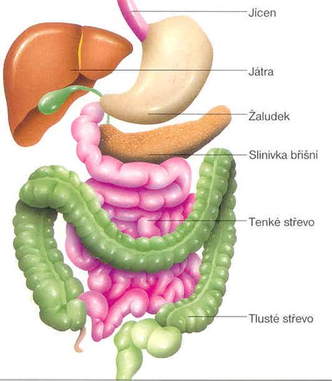 Vizualizácia viscerálneho tuku obklopujúceho vnútorné orgány v brušnej dutine.