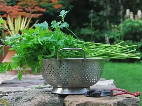 Ilustrácia rôznych druhov zeleninových polievok