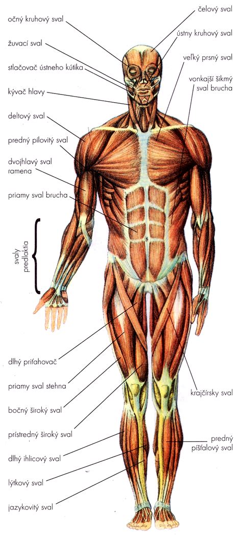 Detailná anatomická kresba svalov hornej časti tela