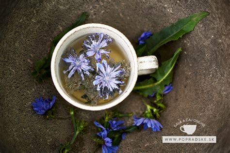 Ilustrácia ľanového semena a čakanky