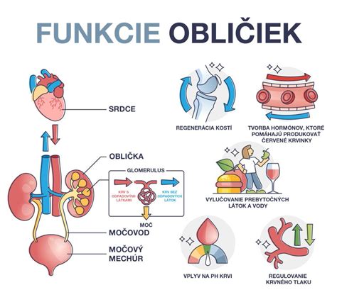 infografika zobrazujúca funkcie obličiek v tele