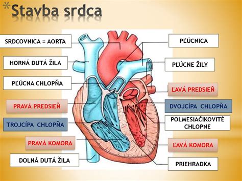 schematické znázornenie srdca s vyznačenou ľavou komorou a zhrubnutím steny pri hypertrofii