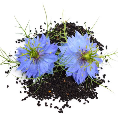 Ilustrácia čiernej rasce (Nigella sativa) s jej charakteristickými semenami