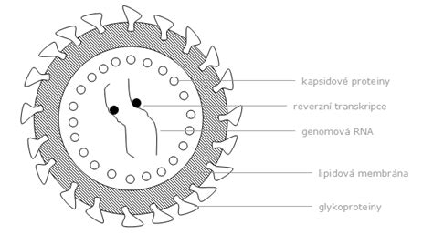 Ilustrácia základnej štruktúry vírusu s nukleovou kyselinou a kapsidom