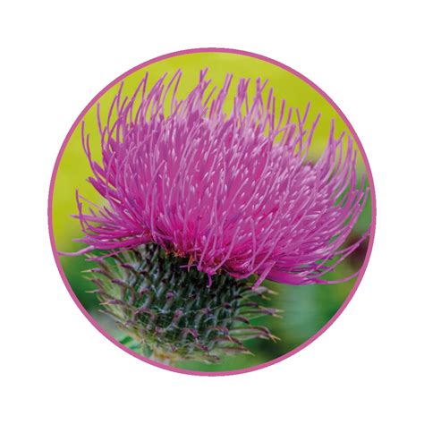 Ilustrácia rastliny Pestrec mariánsky s detailom na listy a kvety.