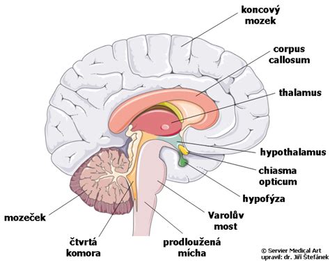 schéma hormonálnej osi hypotalamus-hypofýza-ováriá