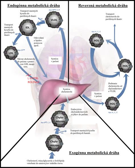 Schéma metabolizmu lipoproteínov v pečeni