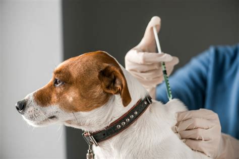 Ilustračná fotografia majiteľa psa konzultujúceho s veterinárnym lekárom