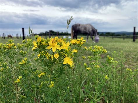 Ilustrácia kočovníkov na pastvinách