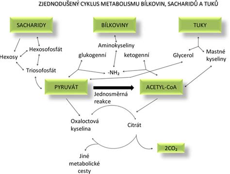 Schéma metabolizmu purínov a vzniku kyseliny močovej