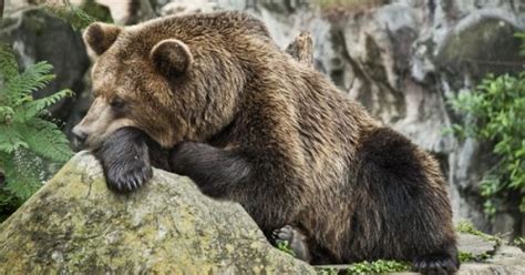 graf porovnávajúci srdcovú frekvenciu medveďa počas aktivity a hibernácie