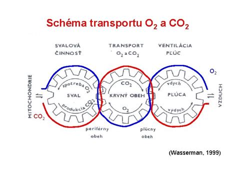 schéma transportu iónov v kardiomyocytoch počas reperfúzie