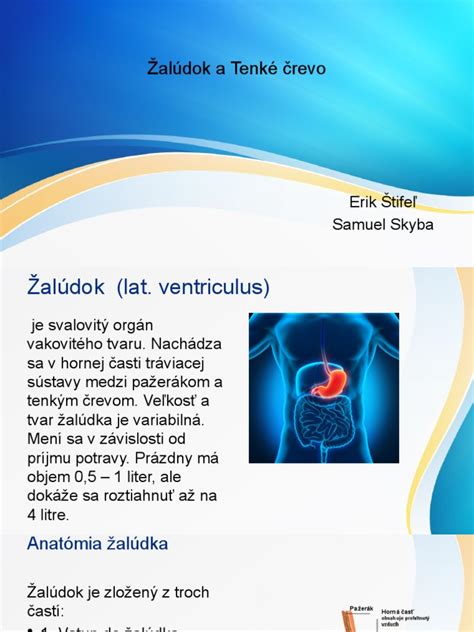 Ilustrácia ľudského tráviaceho systému s vyznačenými orgánmi ako žalúdok, tenké a hrubé črevo