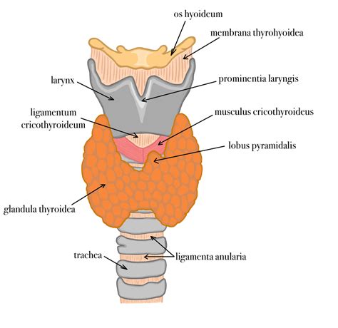 anatomia_stitnej_zlazy