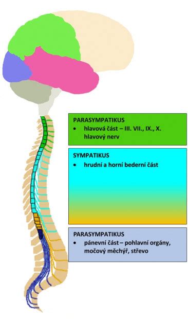 Ilustrácia znázorňujúca aktiváciu parasympatického nervového systému prostredníctvom predĺženého výdychu.