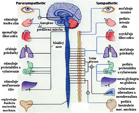 Infografika porovnávajúca sympatický a parasympatický nervový systém.