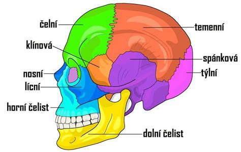 schéma ľudského krku s vyznačenou štítnou žľazou