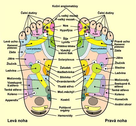 Ilustračná schéma magnetických bodov na chodidle