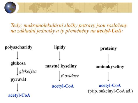Schéma znázorňujúca katabolické a anabolické procesy v tele.