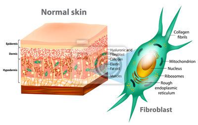 Schéma zobrazujúca pôsobenie vibrácií na svaly a tukové bunky