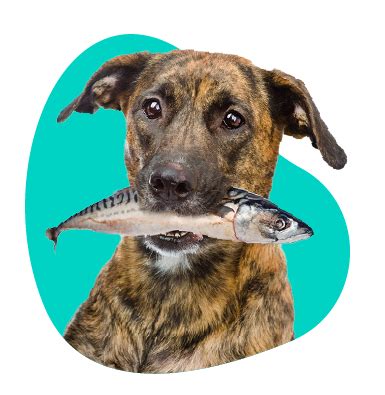 vizualizácia rôznych zdrojov bielkovín