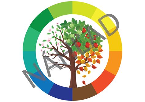 Schéma rozdelenia živín a potravín vhodných pre rôzne telesné typy a ročné obdobia.