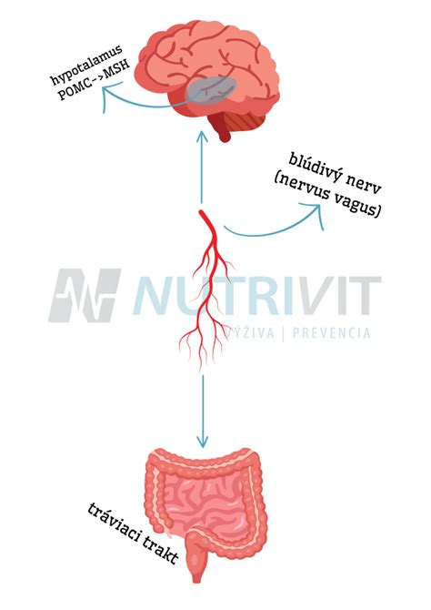 Infografika znázorňujúca mechanizmy účinku moderných liekov na chudnutie (ovplyvnenie centier hladu v mozgu, spomalenie vyprázdňovania žalúdka, blokovanie vstrebávania tukov).