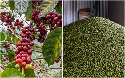 Zelené kávové zrná Arabica