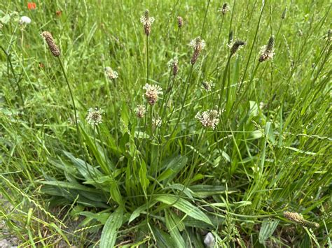 Ilustrácia rastliny Plantago ovata (skorocel indický)