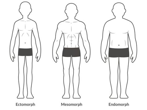Ilustrácia rôznych somatotypov: endomorf, mezomorf, ektomorf
