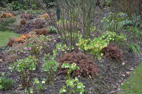 Detailná schéma kvitnúcej čemerice v zimnej záhrade so zobrazením ideálneho stanovišťa pod korunami stromov.