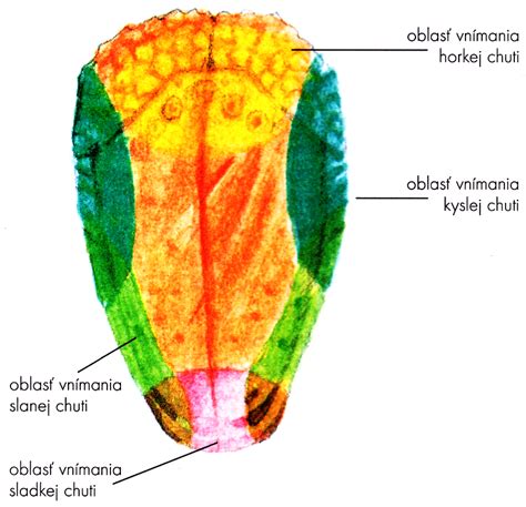 Infografika zobrazujúca rôzne chuťové poháriky na jazyku a ich funkciu.