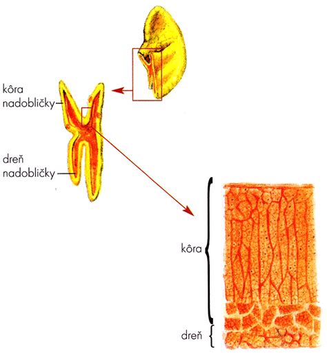 Schéma endokrinného systému so zameraním na umiestnenie nadobličiek a produkciu kľúčových hormónov