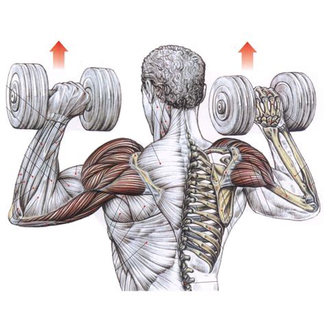 Infografika/schéma: Viacero cvikov s jednoručkami, ukazujúce správnu techniku pre rôzne svalové skupiny.