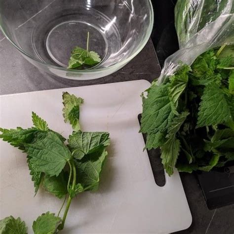 Tematická fotografia žihľavy v prírode