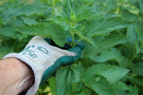 Zber žihľavy v rukaviciach