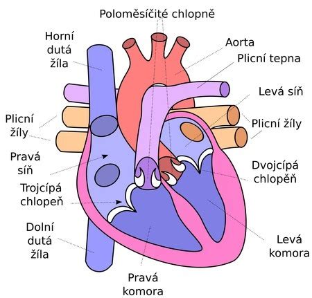 Anatomická kresba srdca a ciev s vyznačenými rizikovými oblasťami