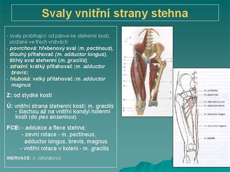 Schéma svalov vnútornej strany stehna (adduktorov)