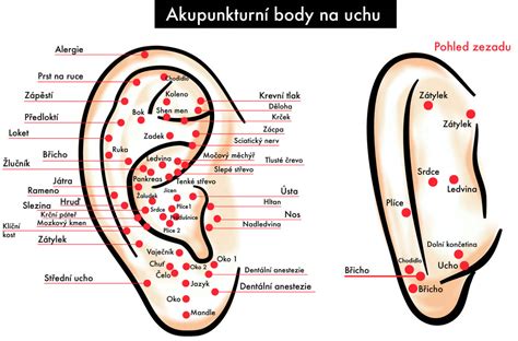 Diagram znázorňujúci body na uchu spojené s reguláciou hladu a metabolizmu