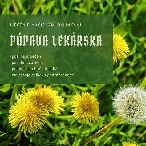 Fotografia: Bylinky podporujúce funkciu pečene a žlčníka (napr. púpava, artičoky)