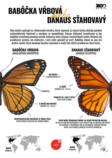 Infografika: Rozdiel medzi podkožným a viscerálnym tukom a jeho vplyv na orgány