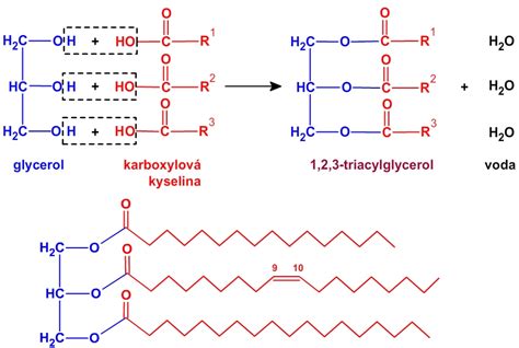 Schéma štruktúry triacylglycerolu s mastnými kyselinami
