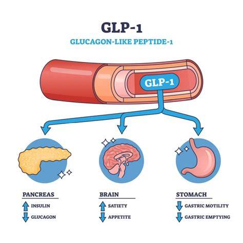 Schéma účinku GLP-1 na organizmus